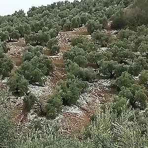 El Almendro De La Tia Teresa Сasa de vacaciones